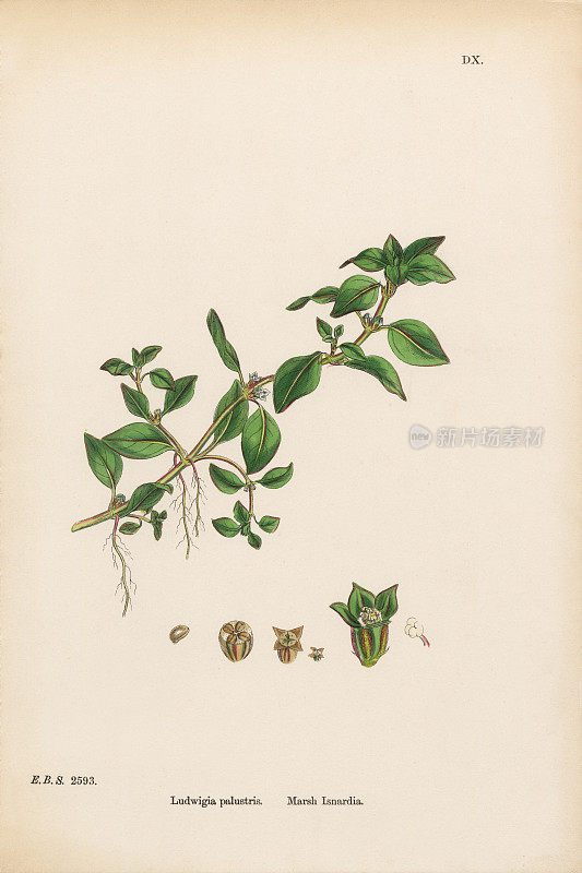 Marsh Isnardia, Ludwigia palustris，维多利亚植物学插图，1863